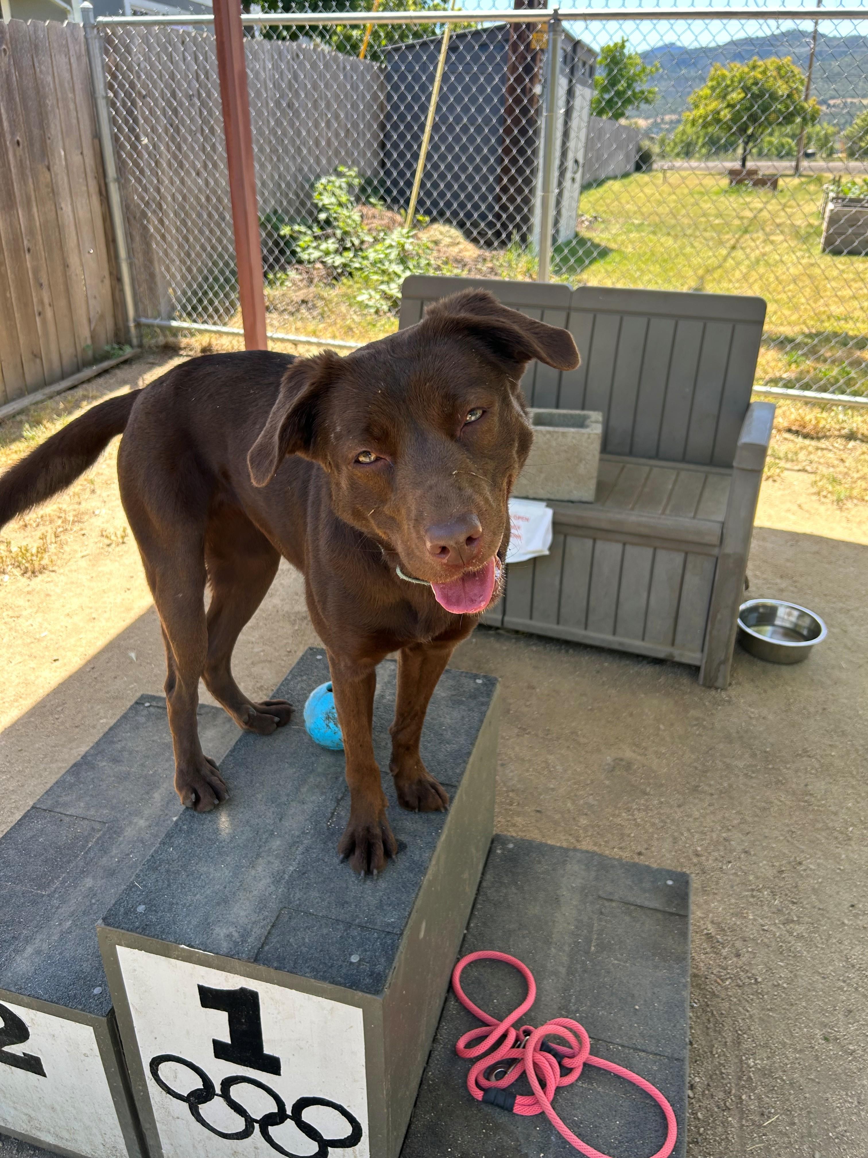 Maybelle, a ADOPTABLE Chocolate Labrador Retriever in Phoenix, OR image 6/6
