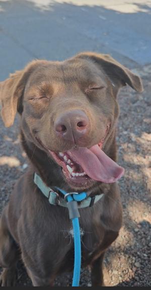 Maybelle, ADOPTABLE, Young Female Chocolate Labrador Retriever.