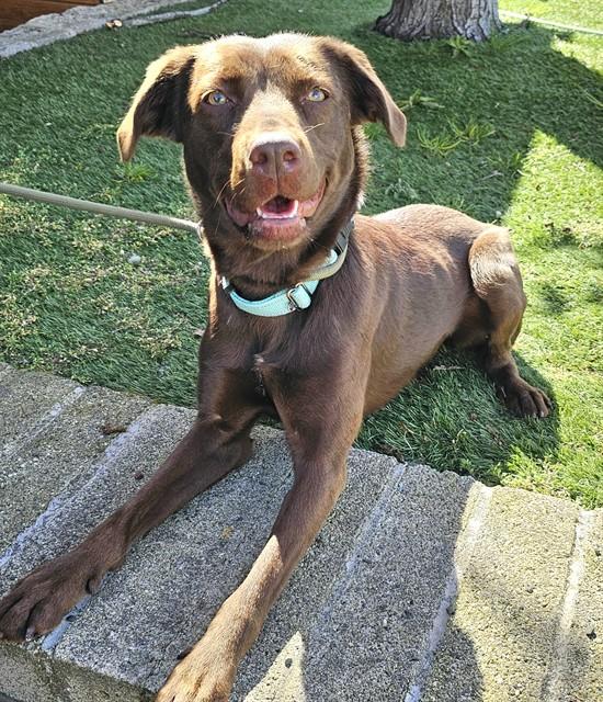 Maybelle, a ADOPTABLE Chocolate Labrador Retriever in Phoenix, OR image 2/4