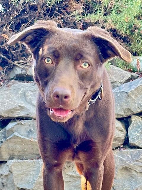 Maybelle, a ADOPTABLE Chocolate Labrador Retriever in Phoenix, OR image 1/4