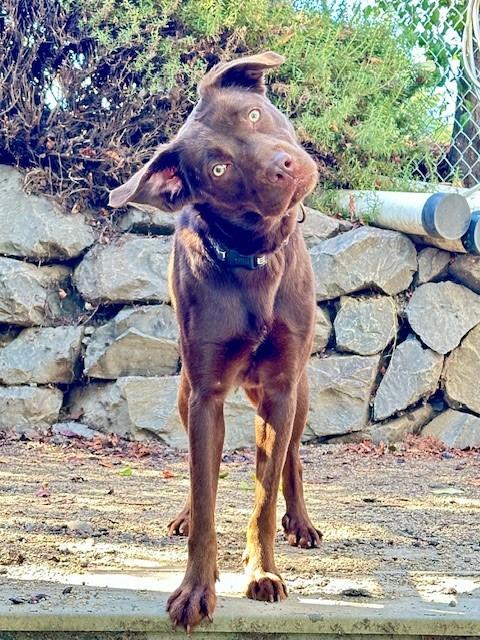 Maybelle, a ADOPTABLE Chocolate Labrador Retriever in Phoenix, OR image 5/6