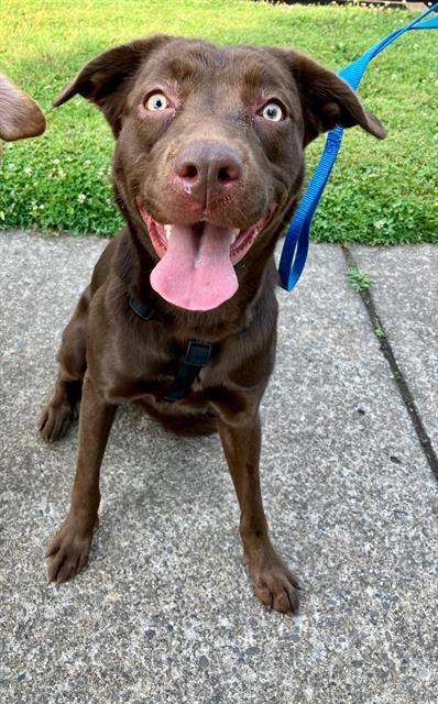 Maybelle, a ADOPTABLE Chocolate Labrador Retriever in Phoenix, OR image 4/4