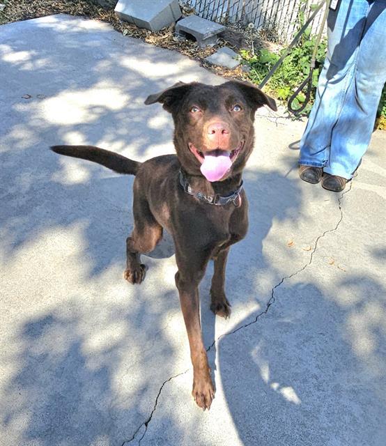 Maybelle, a ADOPTABLE Chocolate Labrador Retriever in Phoenix, OR image 4/6