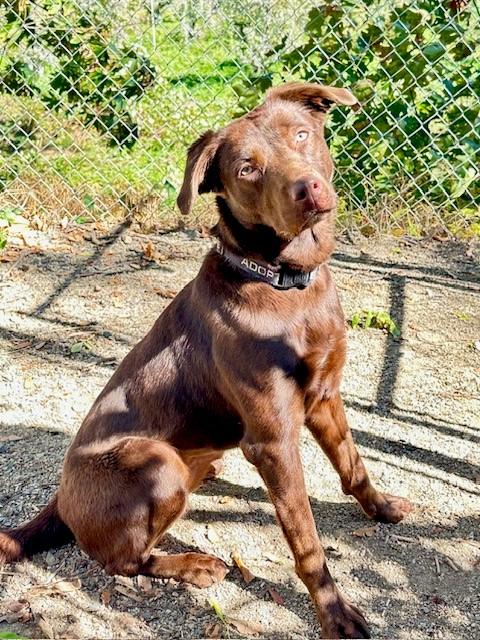 Maybelle, a ADOPTABLE Chocolate Labrador Retriever in Phoenix, OR image 3/4