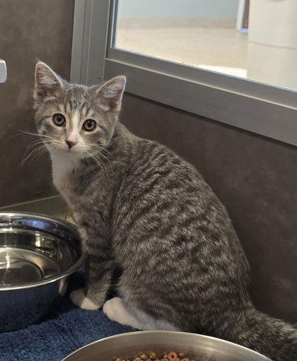 Beatrice, Adoptable, Young Female Domestic Short Hair.