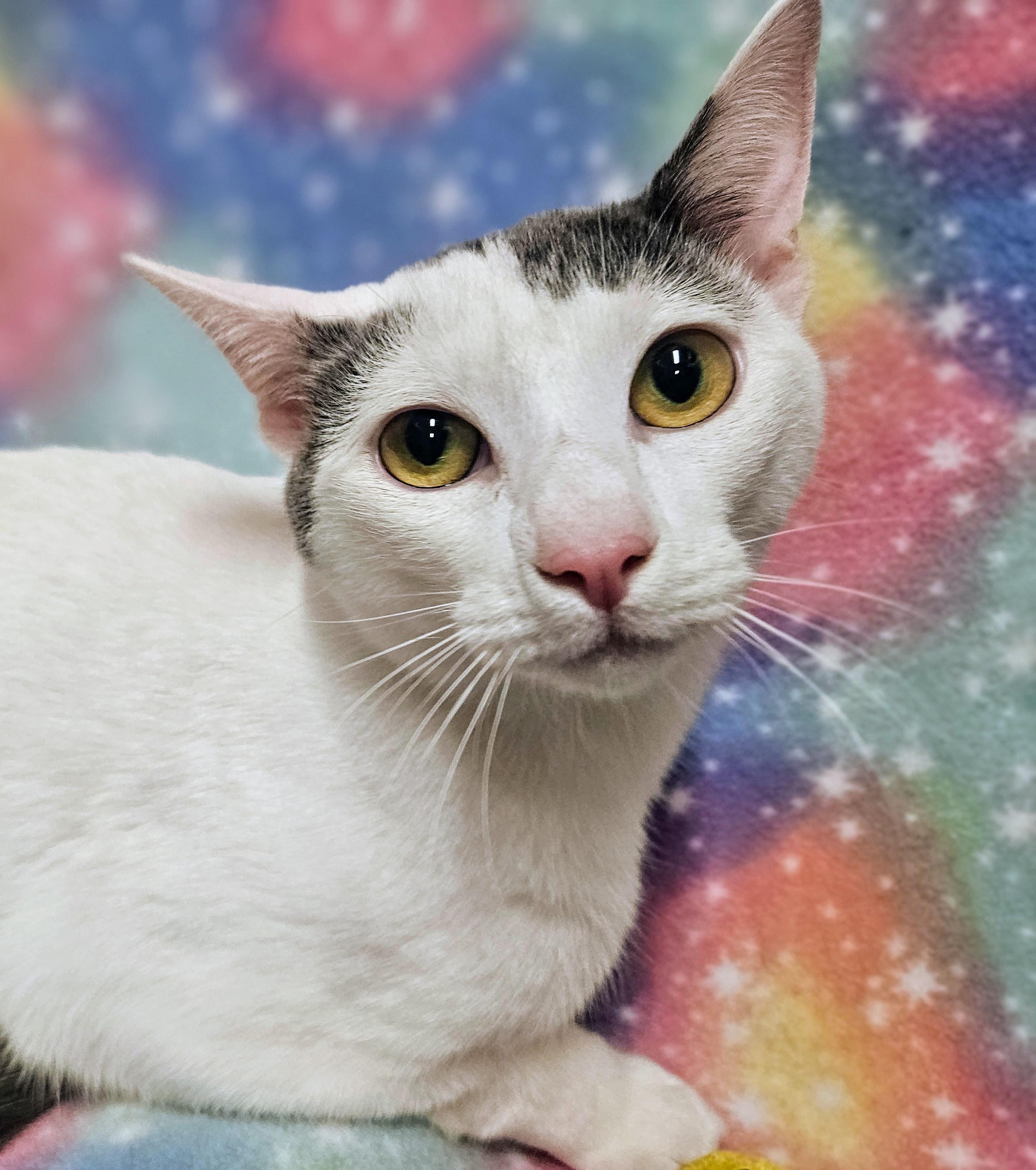 Enlarge George - Rancho Cucamonga PetSmart, a Adoptable Domestic Short Hair in Rancho Cucamonga, CA image 2/3