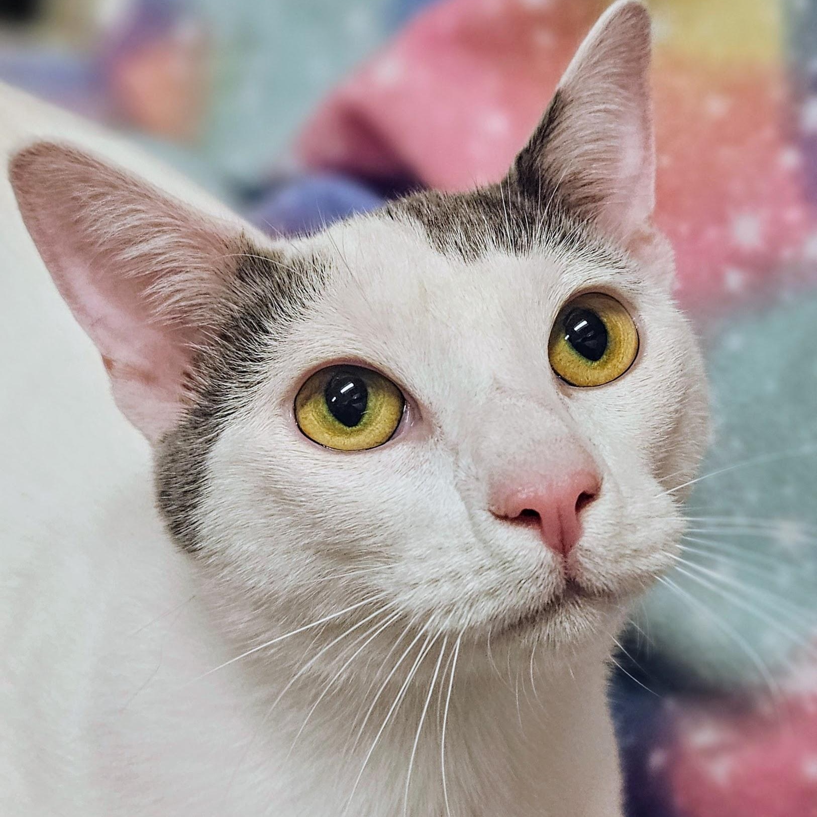 Enlarge George - Rancho Cucamonga PetSmart, a Adoptable Domestic Short Hair in Rancho Cucamonga, CA image 1/3