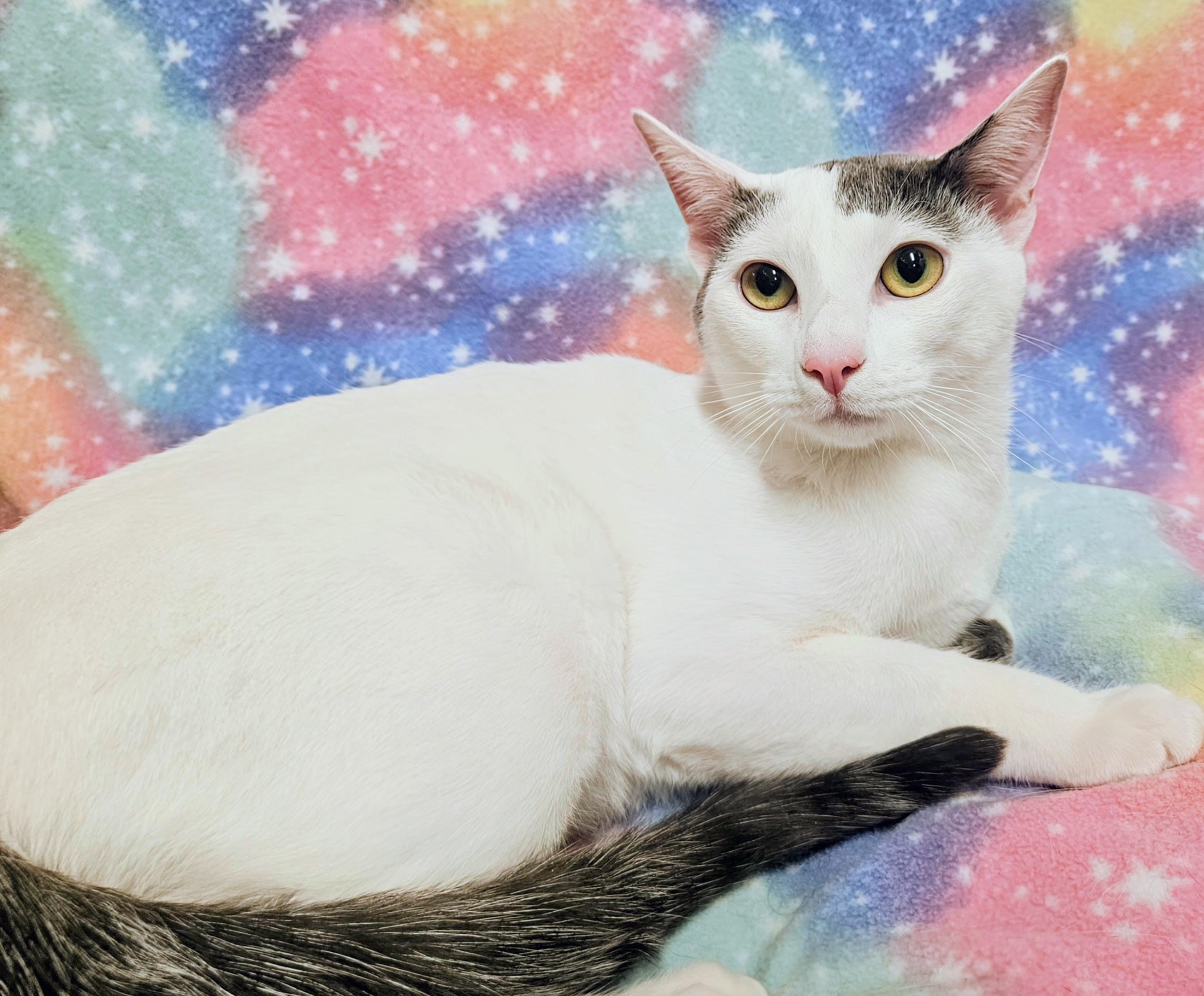 Enlarge George - Rancho Cucamonga PetSmart, a Adoptable Domestic Short Hair in Rancho Cucamonga, CA image 3/3