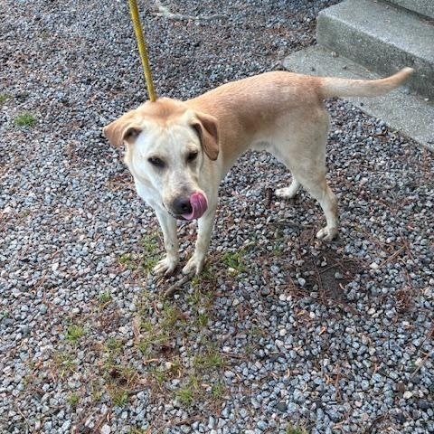 Enlarge Max, a young super friendly and happy lab boy, just 1yo, an adopted mixed breed in Charlottesville, VA image 2/6