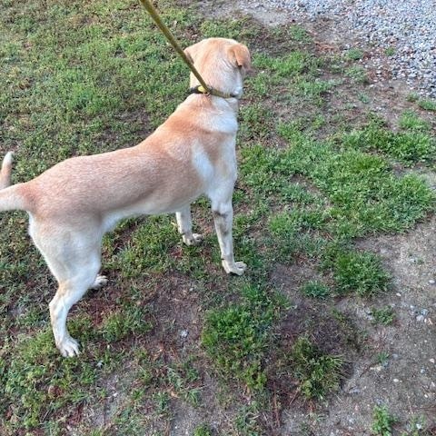 Enlarge Max, a young super friendly and happy lab boy, just 1yo, an adopted mixed breed in Charlottesville, VA image 5/6