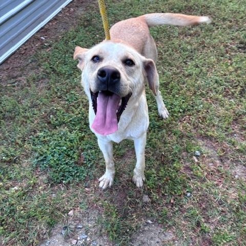 Enlarge Max, a young super friendly and happy lab boy, just 1yo, an adopted mixed breed in Charlottesville, VA image 3/6