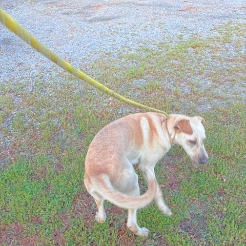 Enlarge Max, a young super friendly and happy lab boy, just 1yo, an adopted mixed breed in Charlottesville, VA image 6/6