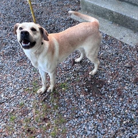 Max, a young super friendly and happy lab boy, just 1yo, adopted, Young Male Labrador Retriever.