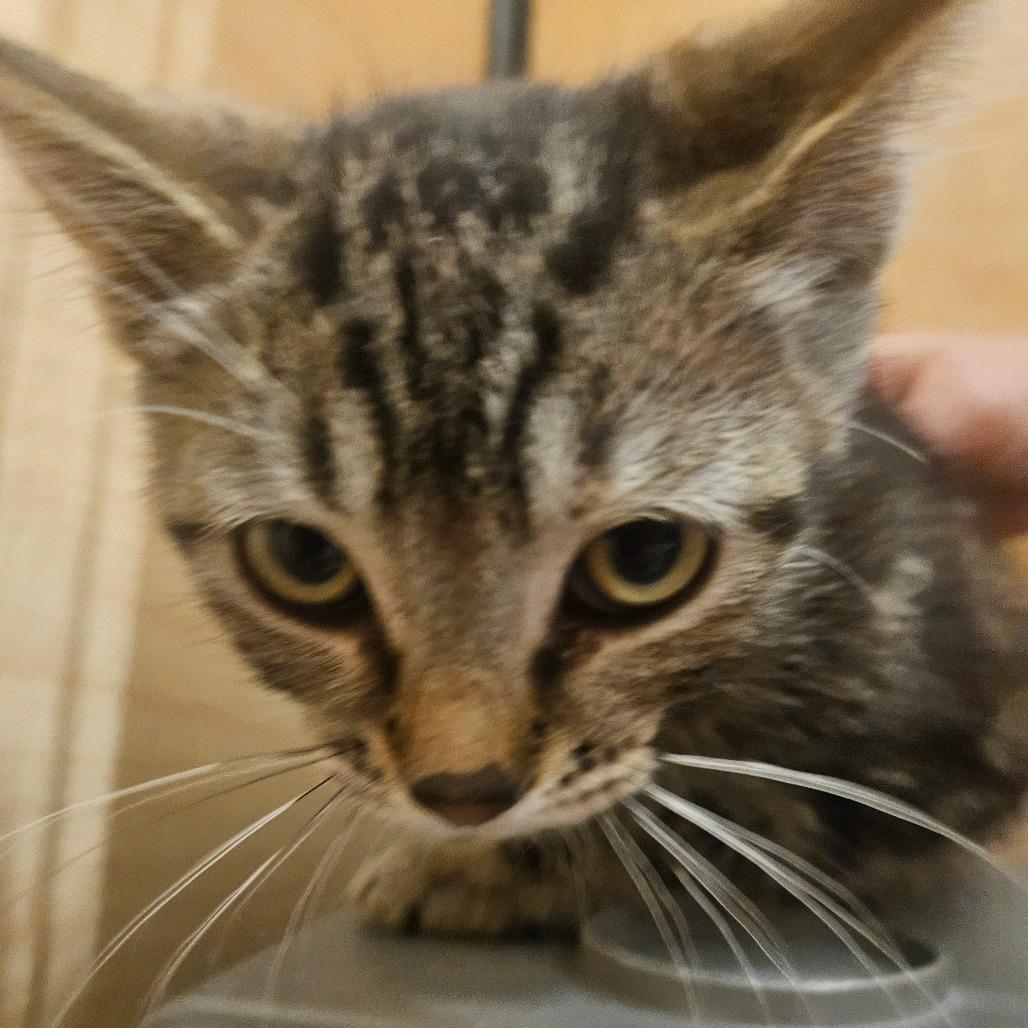 Ameowlia Earhart, Adoptable, Kitten Female Domestic Short Hair.