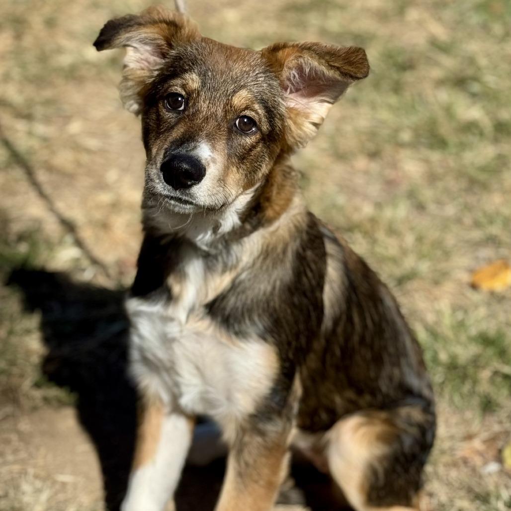 Blossom (CONC-A-8759)