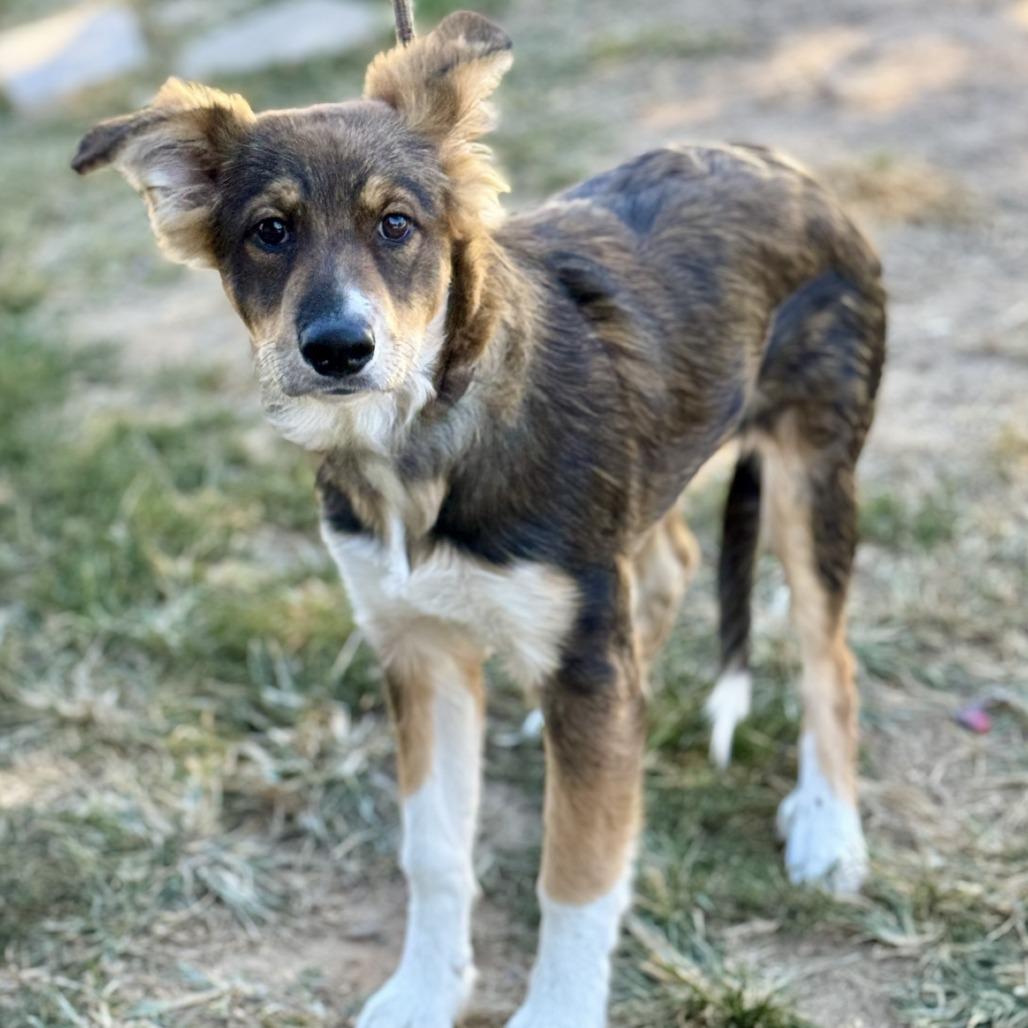 Blossom (CONC-A-8759)