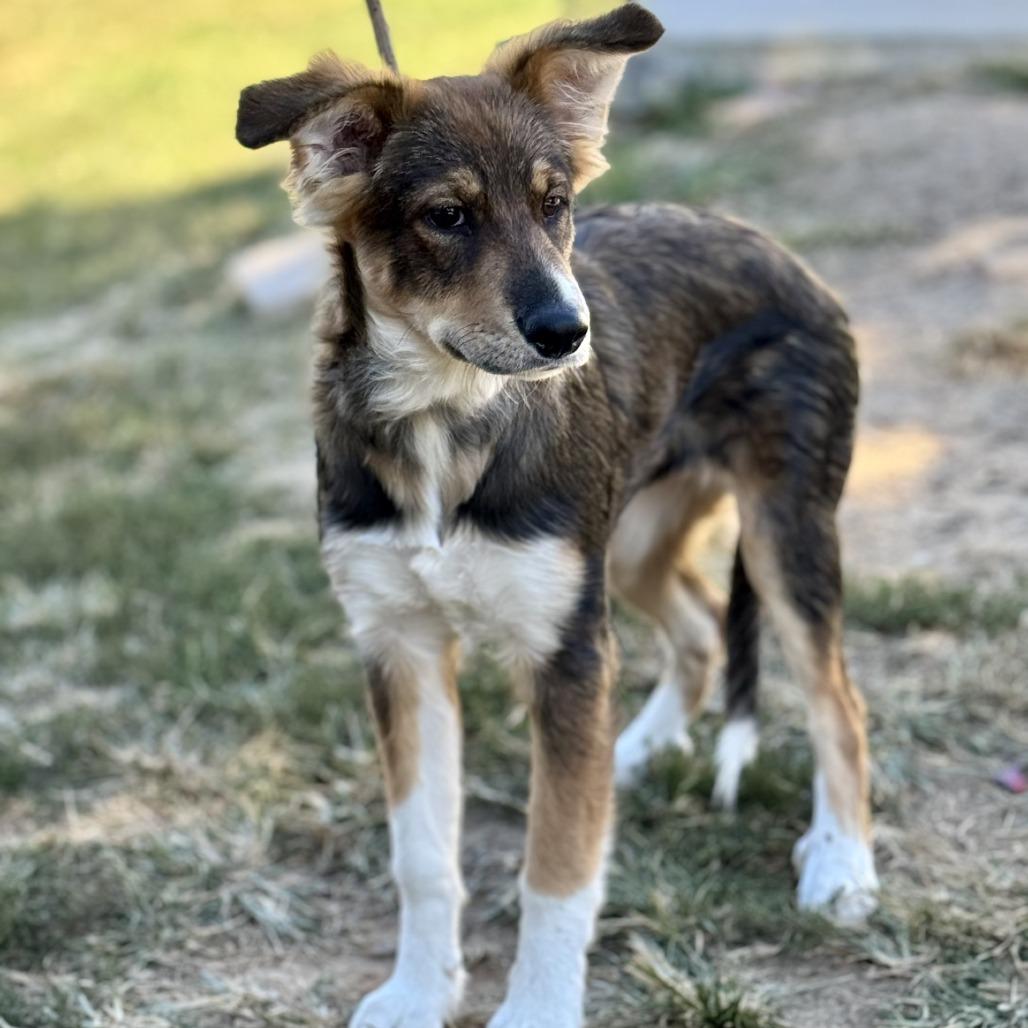 Blossom (CONC-A-8759)