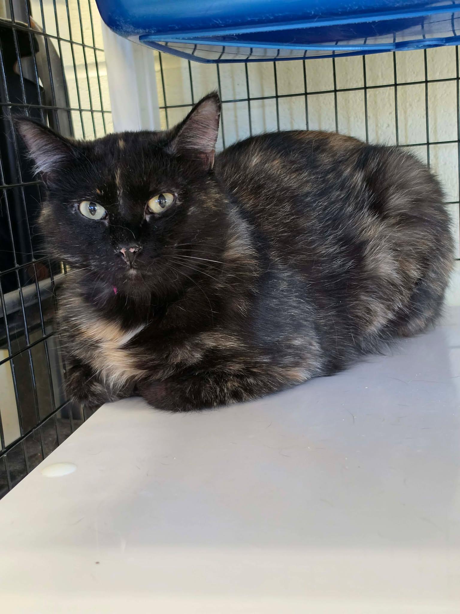 Muffy, adopted, Adult Female Domestic Short Hair.