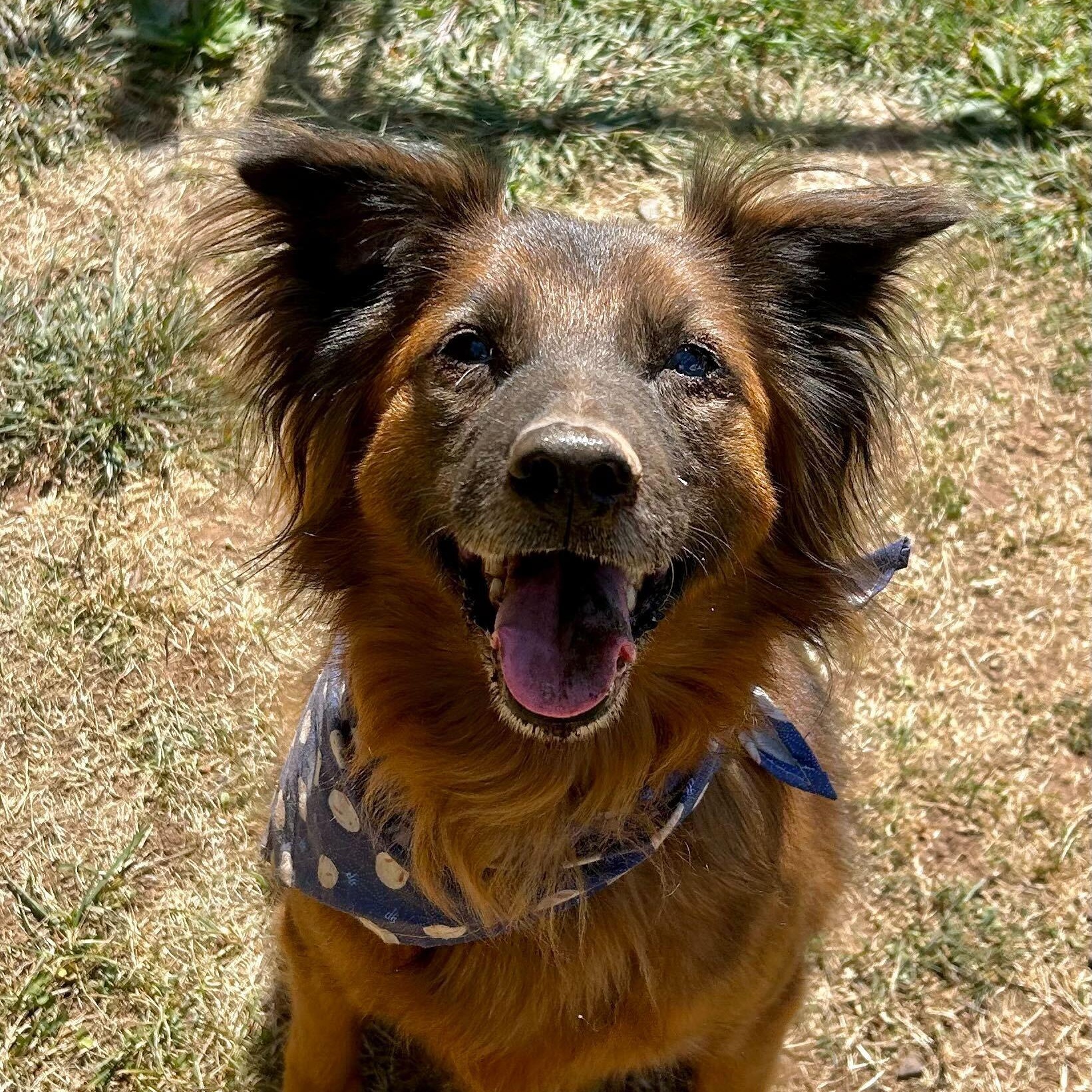 Banjo, an adoptable Collie, Spitz in North Haven, CT, 06473 | Photo Image 1