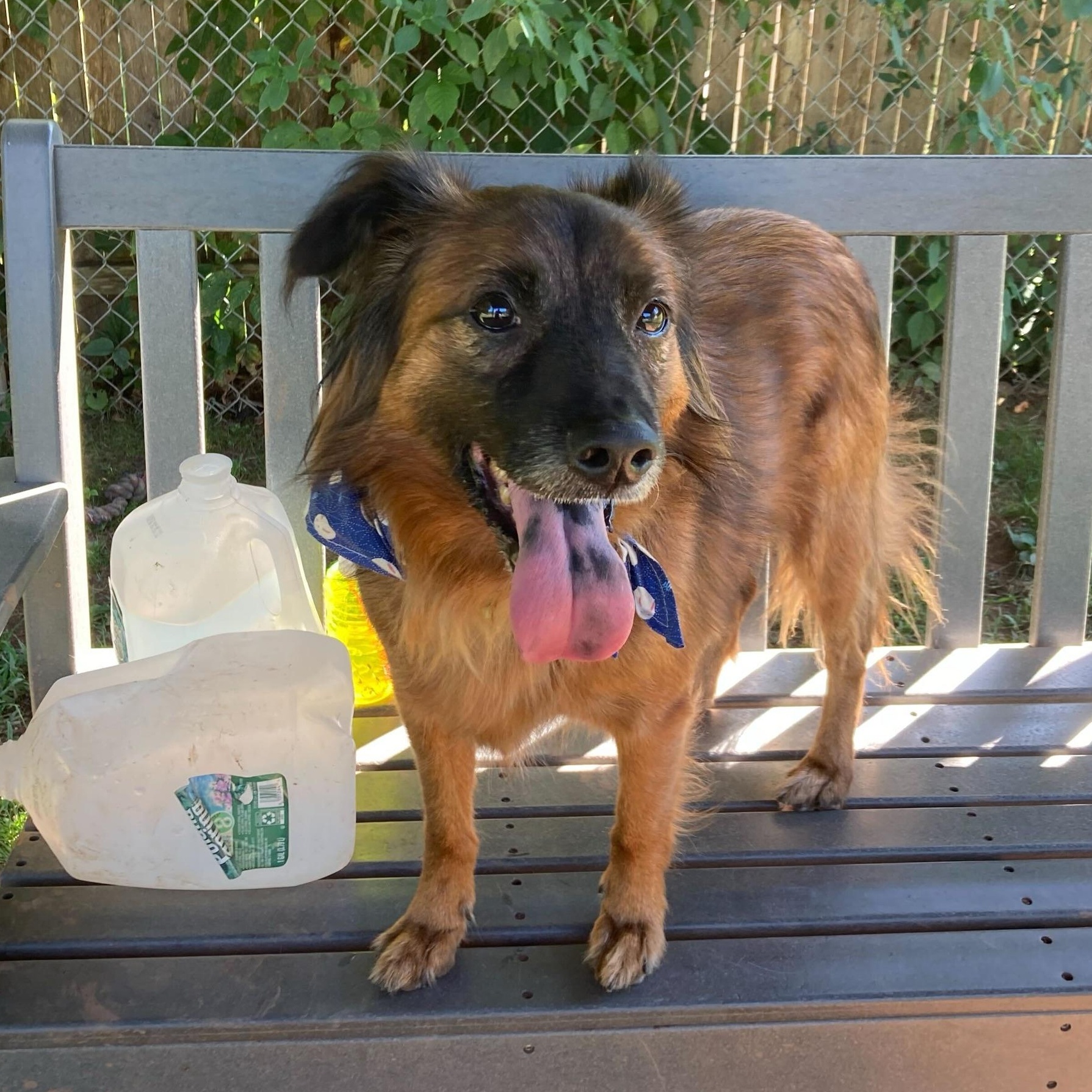 Banjo, an adoptable Collie, Spitz in North Haven, CT, 06473 | Photo Image 3