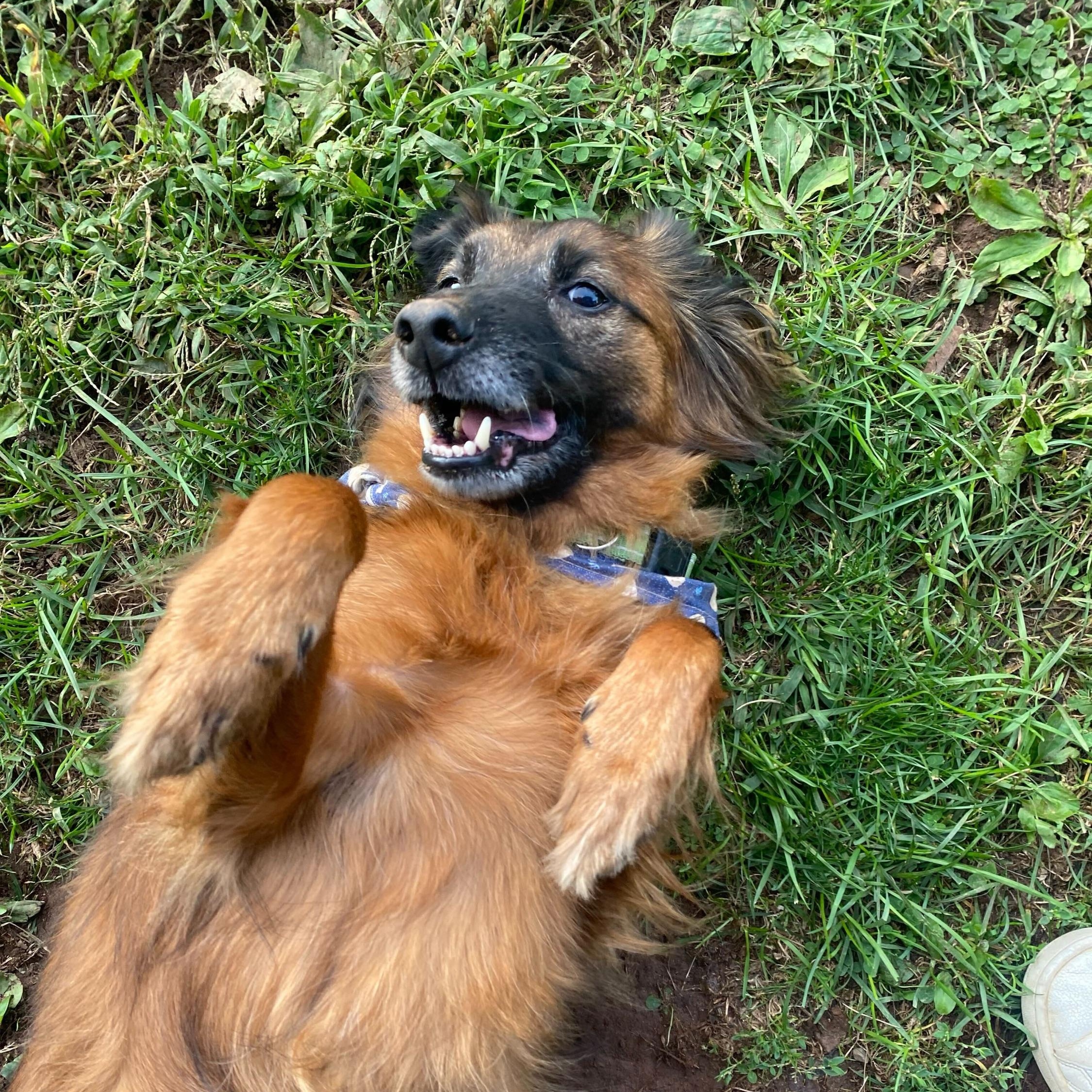 Banjo, an adoptable Collie, Spitz in North Haven, CT, 06473 | Photo Image 2