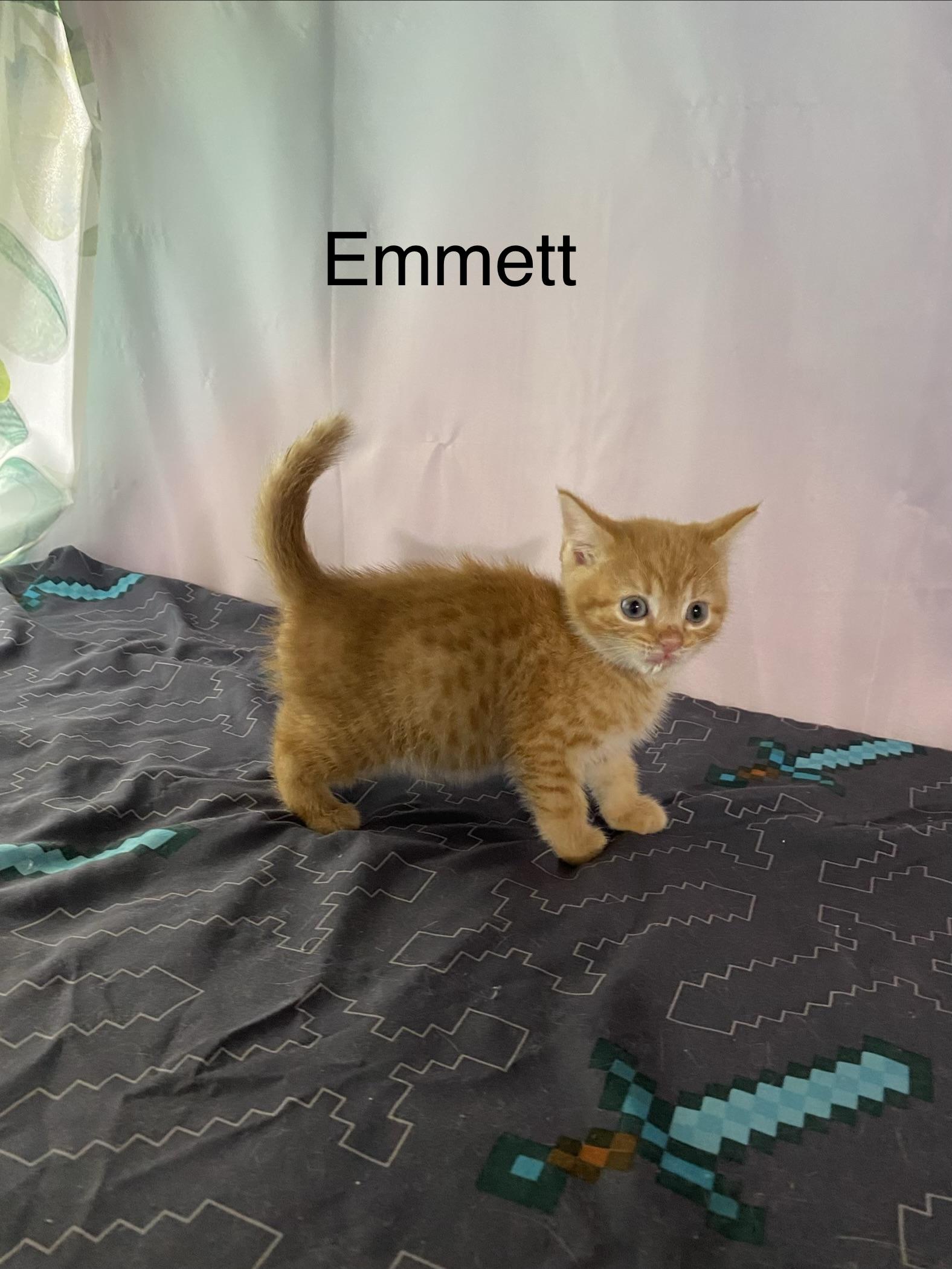 Emmett, ADOPTABLE, Kitten Male Domestic Medium Hair.