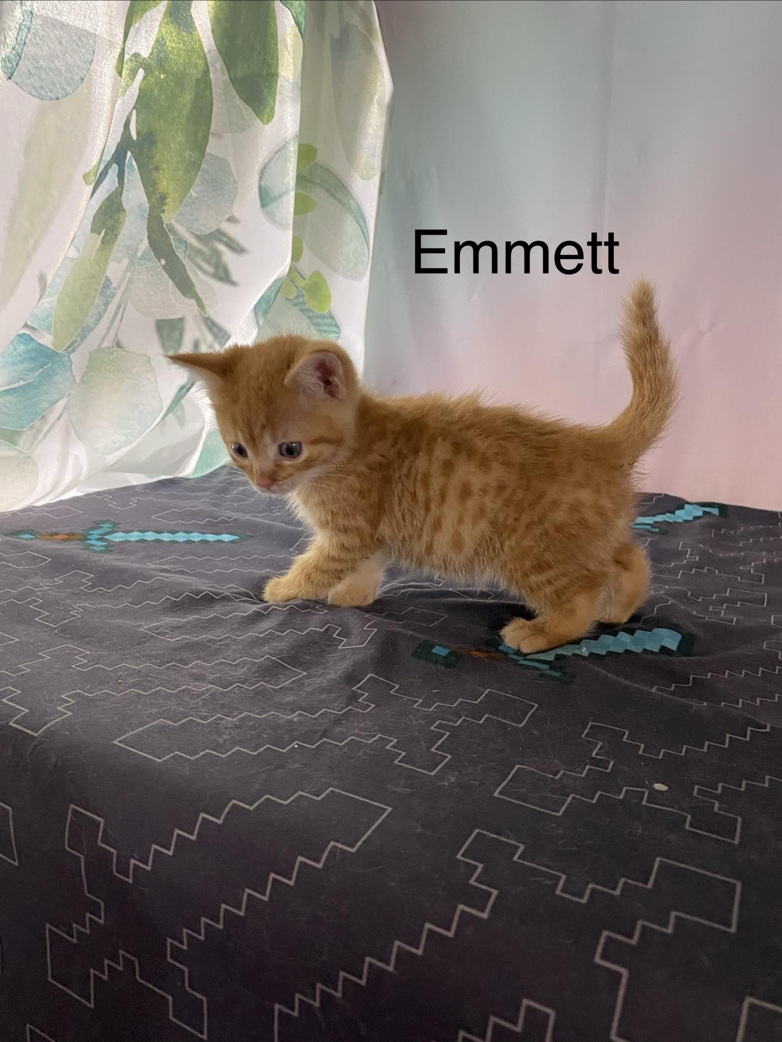 Emmett, a ADOPTABLE Domestic Medium Hair in Macomb, MI image 2/2