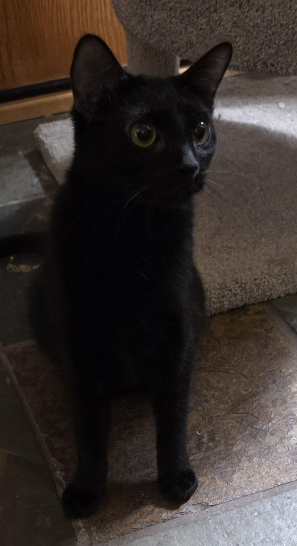 Sumac, Adopted, Young Male Domestic Short Hair.