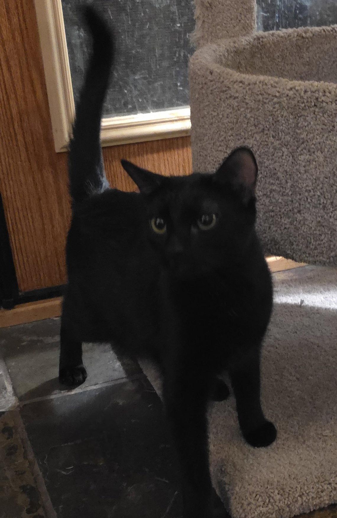 Sumac, a Adopted Domestic Short Hair in Glendale, AZ image 2/3