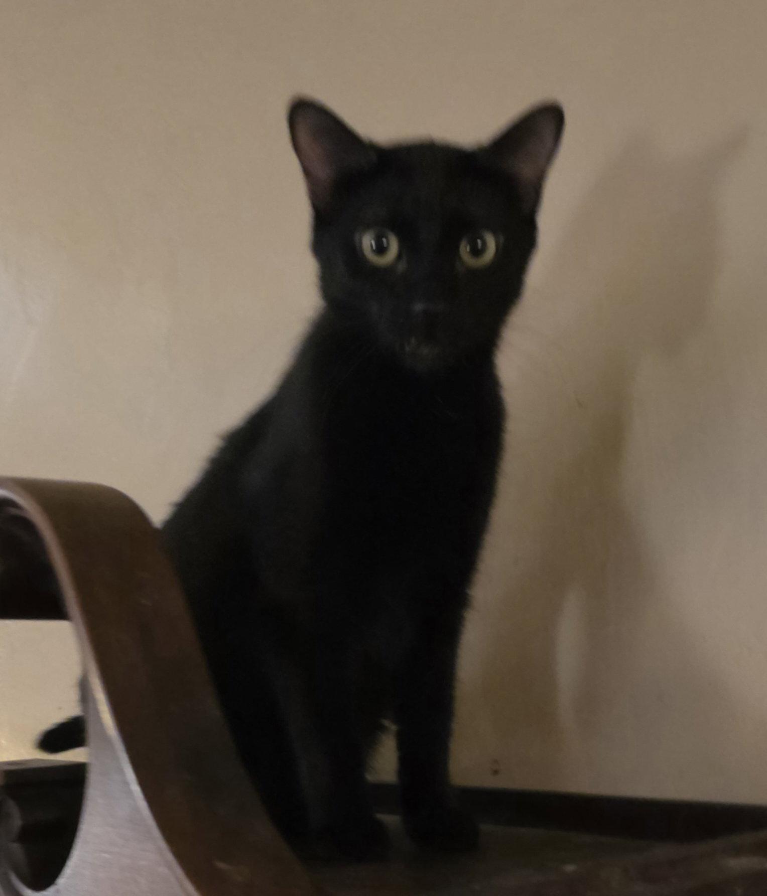 Sumac, a Adopted Domestic Short Hair in Glendale, AZ image 3/3