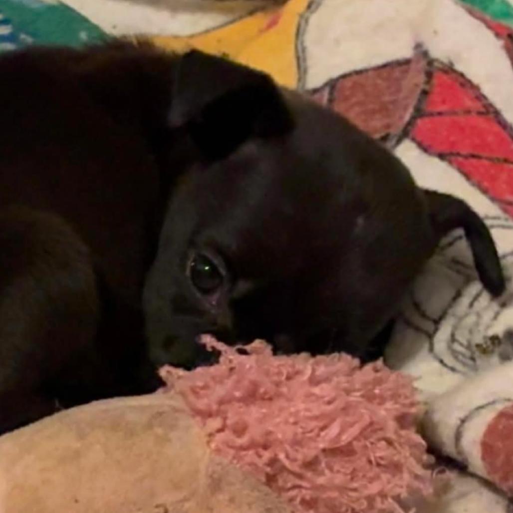 Enlarge Maya, a Adoptable mixed breed in Rogersville, MO image 2/5
