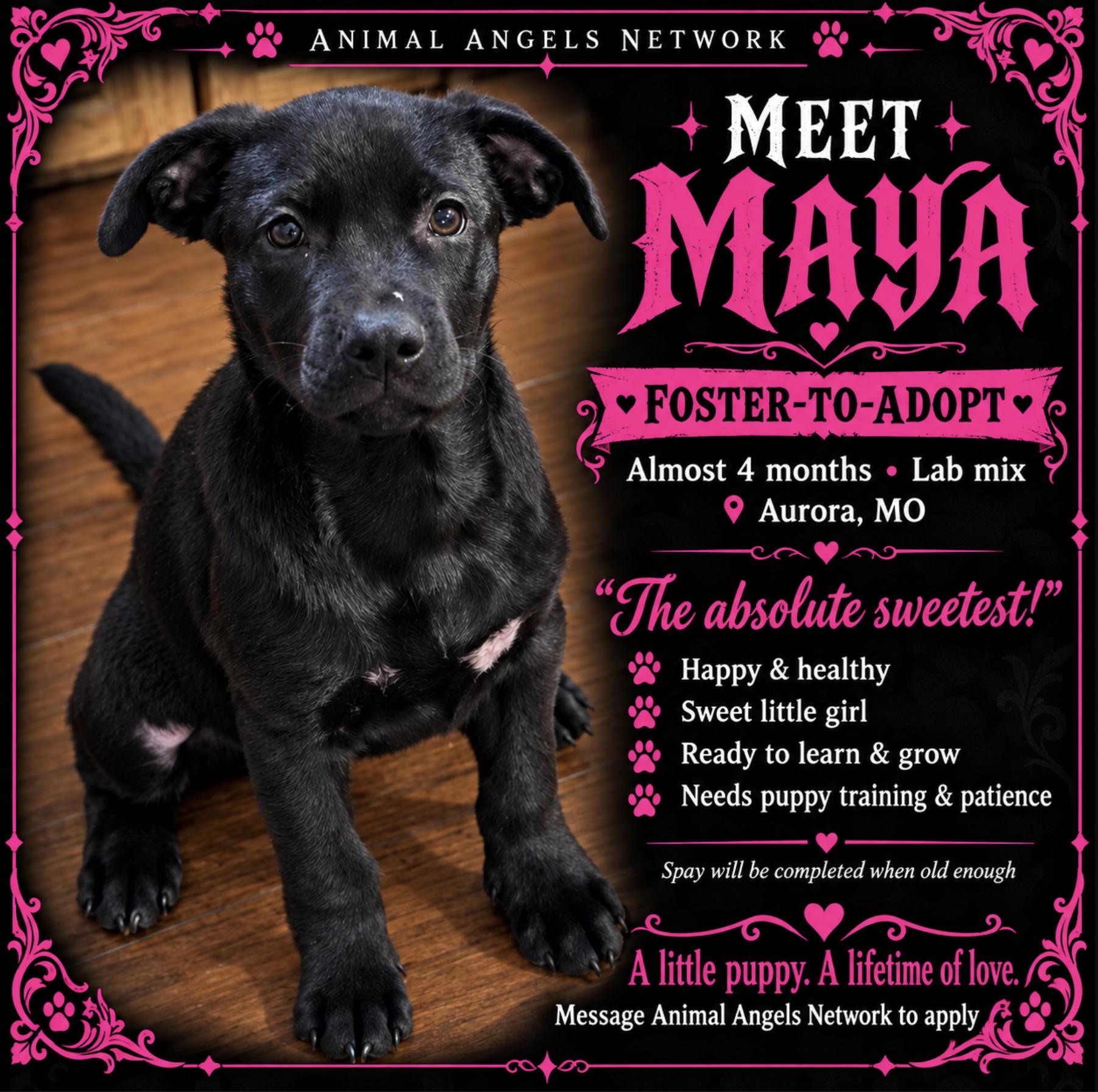Maya, Adoptable, Puppy Female Black Labrador Retriever & Mixed Breed.