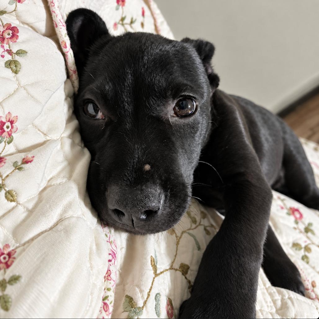 Enlarge Maya, a Adoptable mixed breed in Rogersville, MO image 3/5