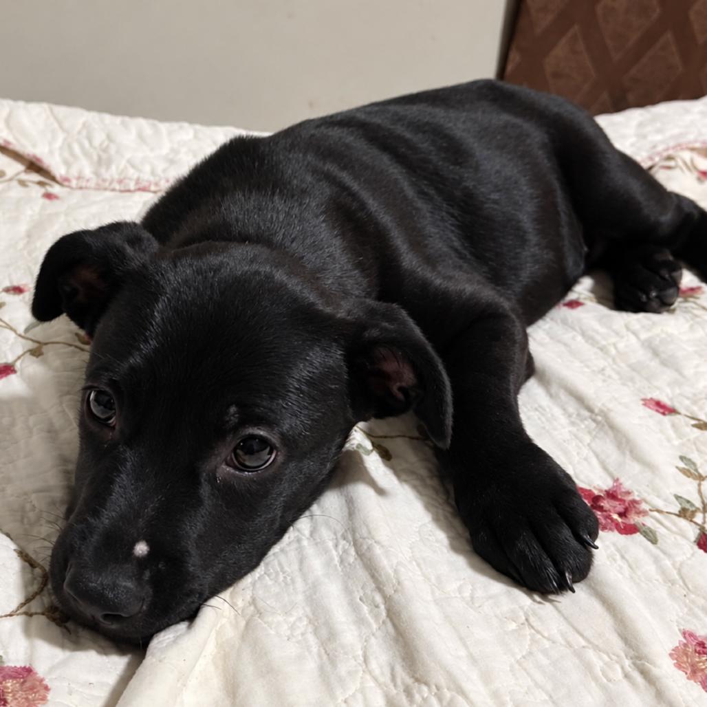 Enlarge Maya, a Adoptable mixed breed in Rogersville, MO image 4/5