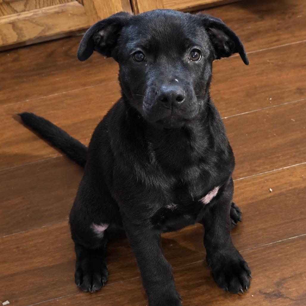 Enlarge Maya, a Adoptable mixed breed in Rogersville, MO image 5/5