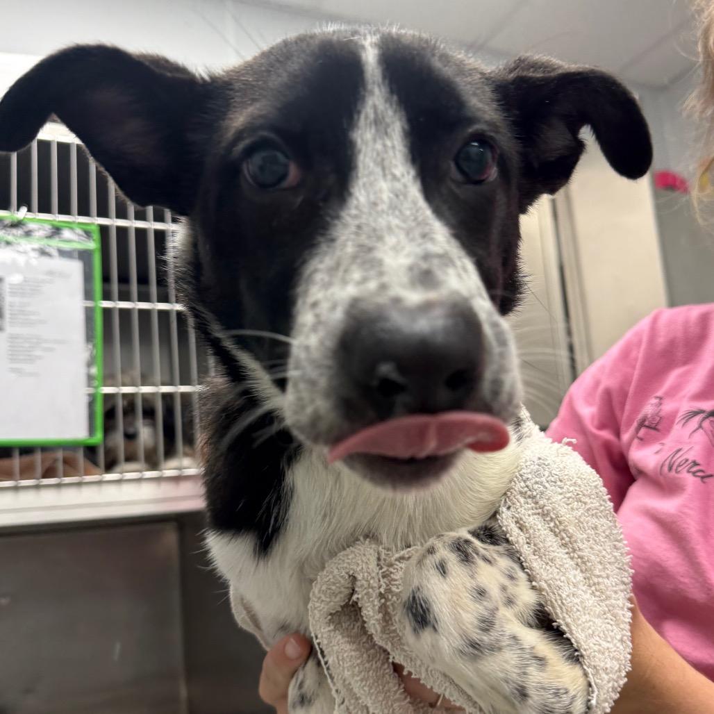 Enlarge Spark, a Adoptable mixed breed in Abilene, TX image 1/2