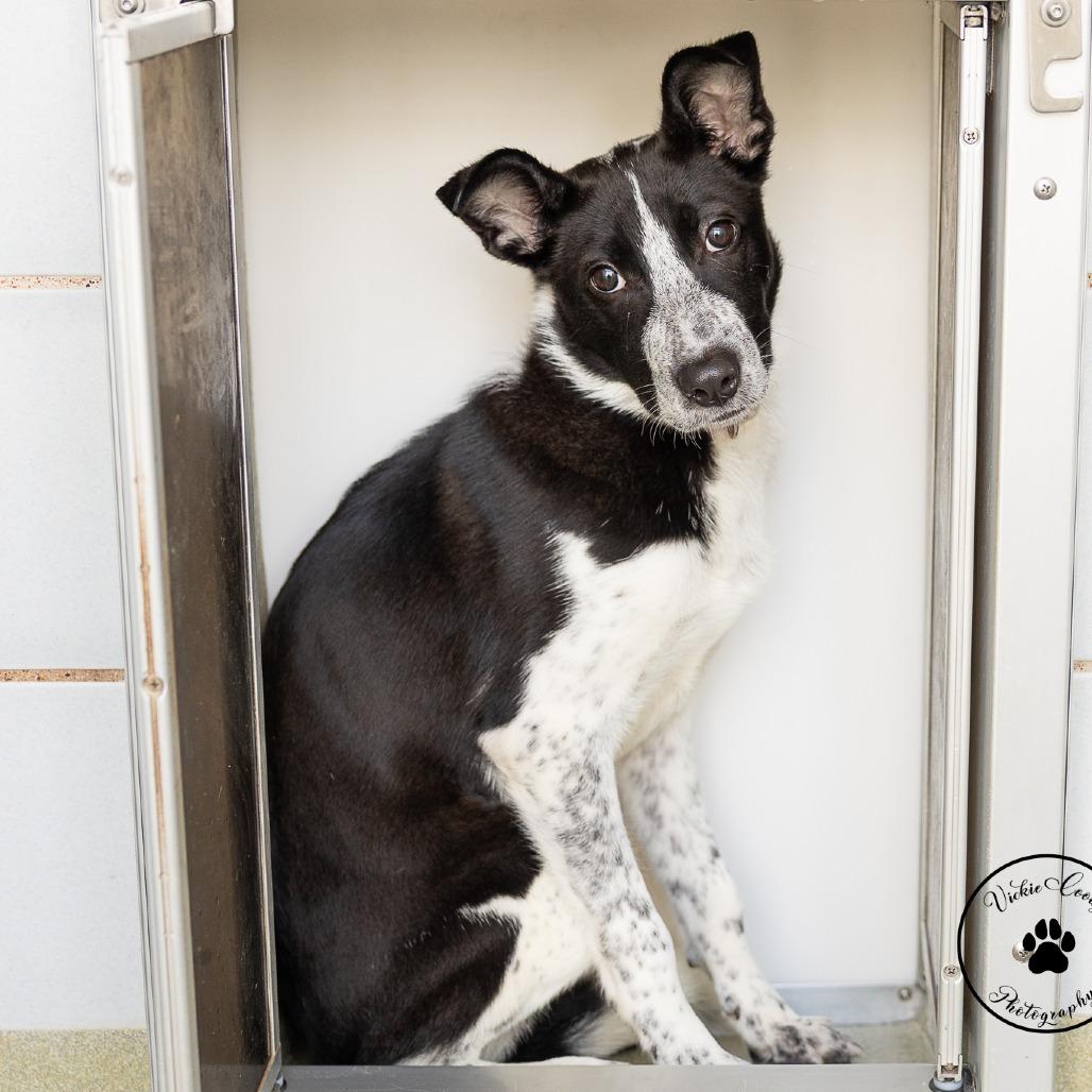 Enlarge Spark, a Adoptable mixed breed in Abilene, TX image 2/2