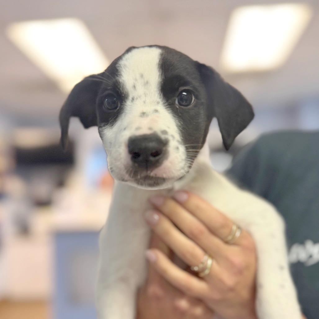 Possum, a Adoptable Mixed Breed in Hendersonville, NC image 1/3