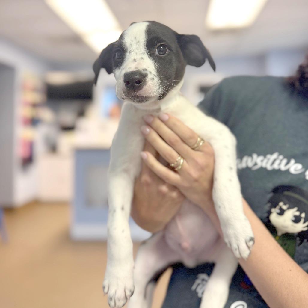 Possum, a Adoptable Mixed Breed in Hendersonville, NC image 2/3