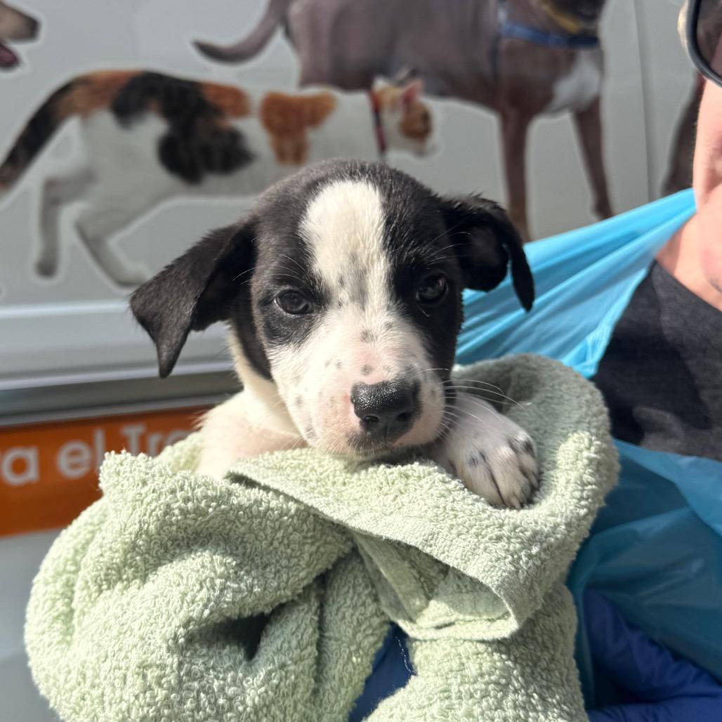 Possum, a Adoptable Mixed Breed in Hendersonville, NC image 3/3