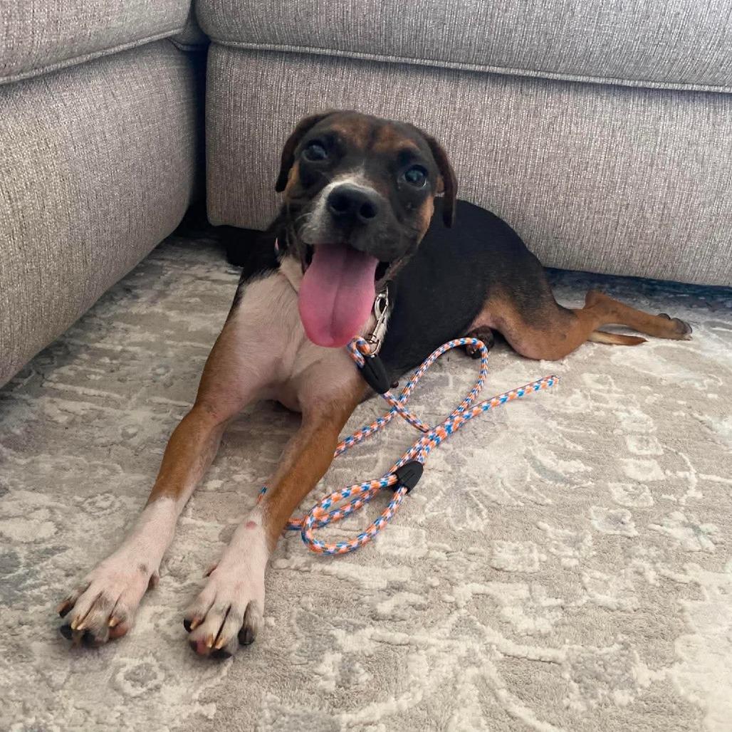MJ, Adoptable, Young Female Mixed Breed.