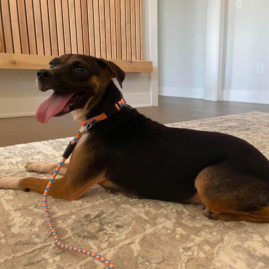 Enlarge MJ, a Adoptable Mixed Breed in Olathe, KS image 2/6