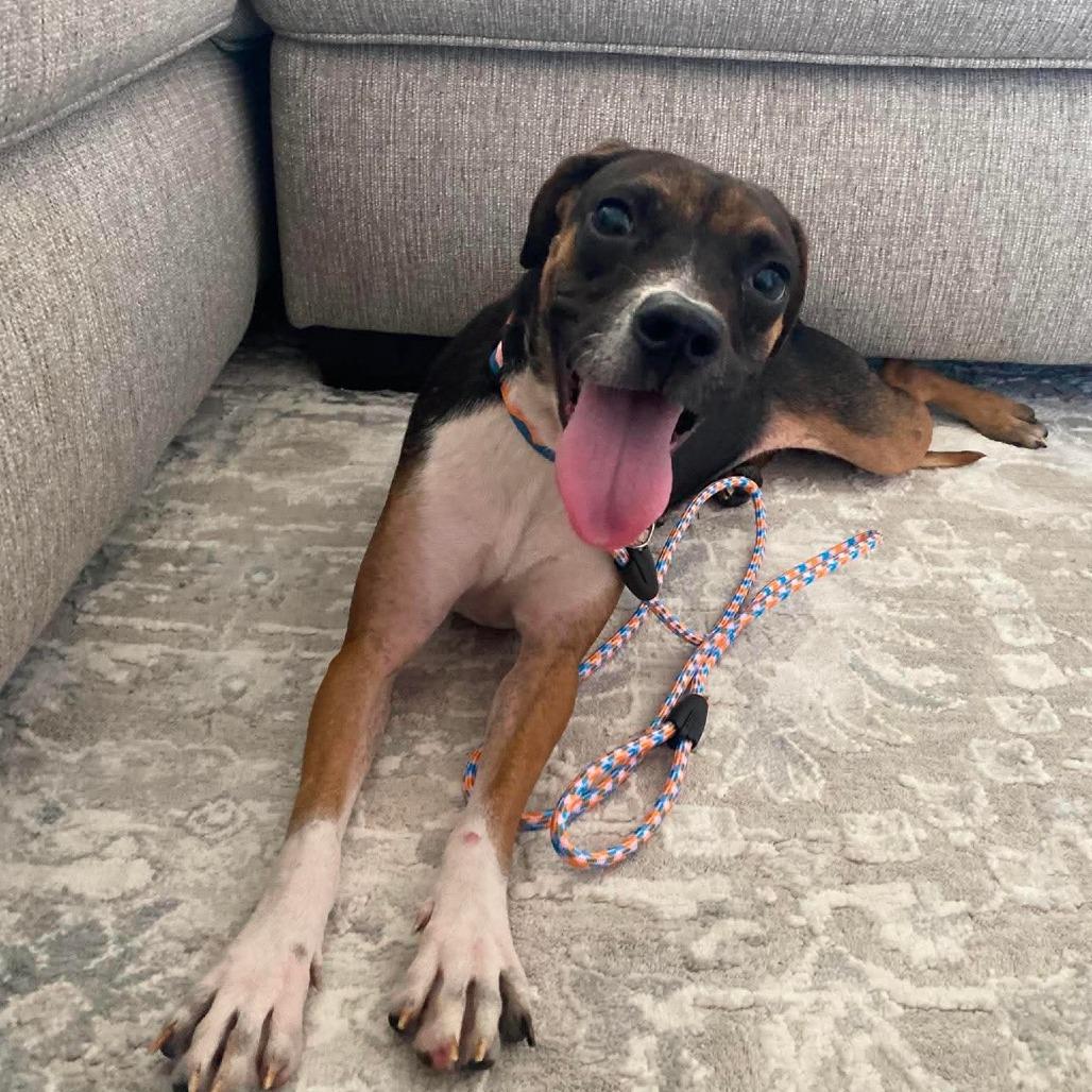 Enlarge MJ, a Adoptable Mixed Breed in Olathe, KS image 3/6