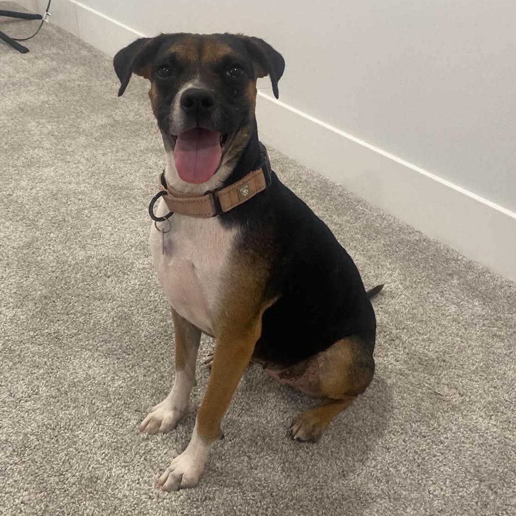 Enlarge MJ, a Adoptable Mixed Breed in Olathe, KS image 4/6