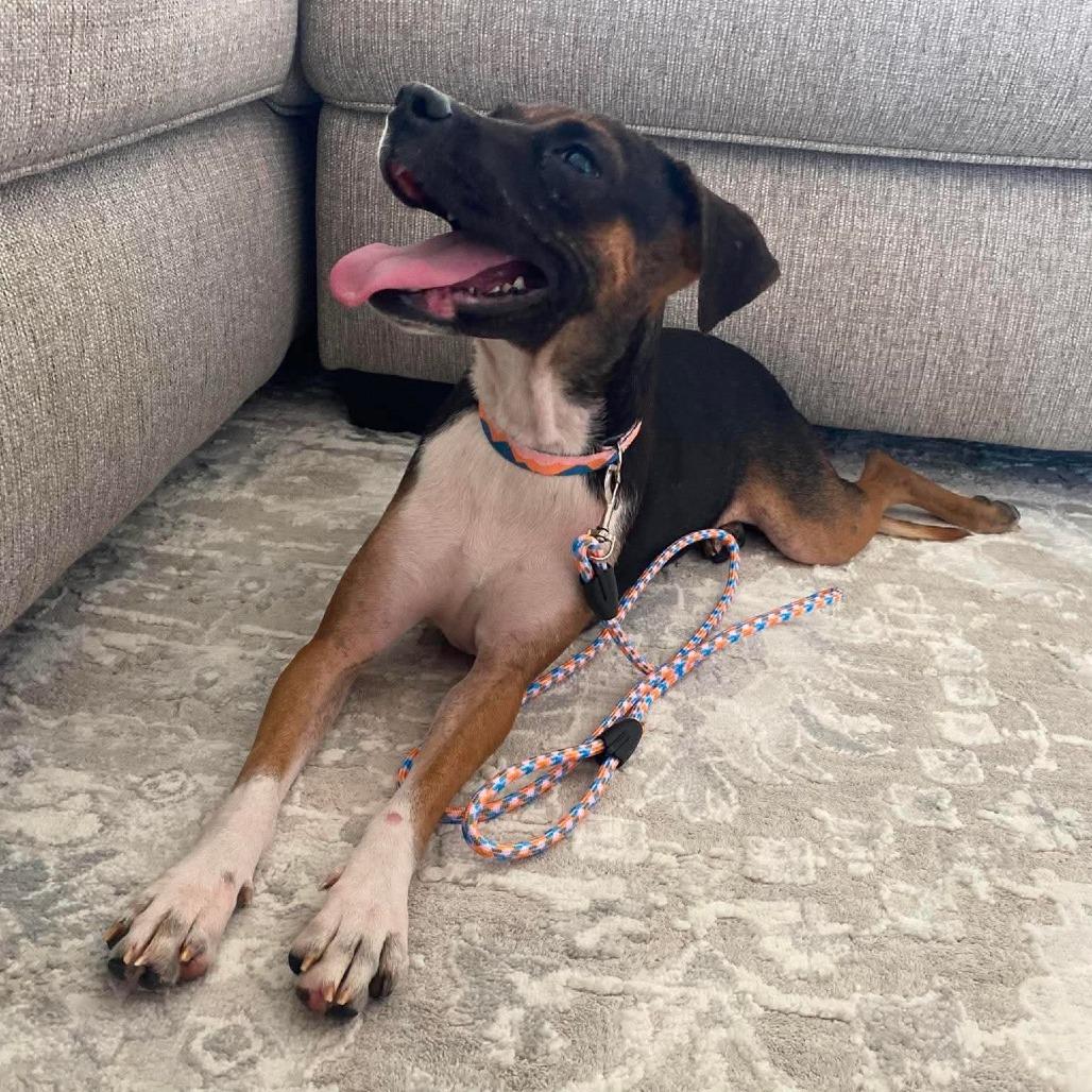 Enlarge MJ, a Adoptable Mixed Breed in Olathe, KS image 5/6