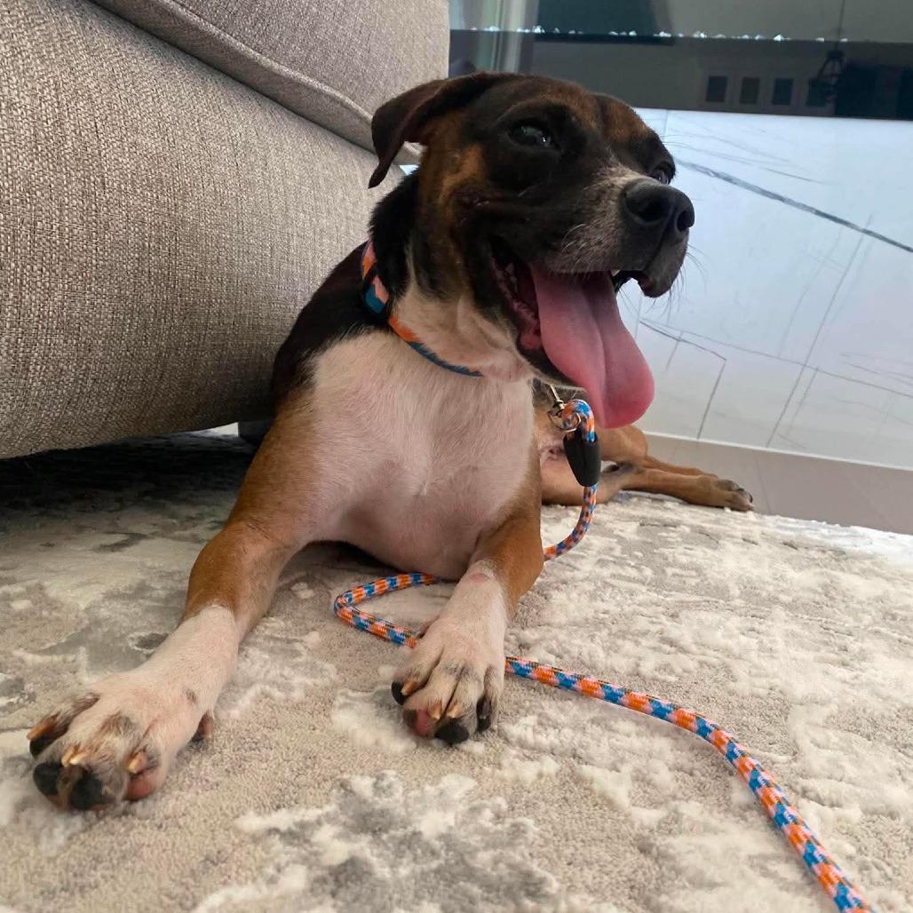 Enlarge MJ, a Adoptable Mixed Breed in Olathe, KS image 6/6