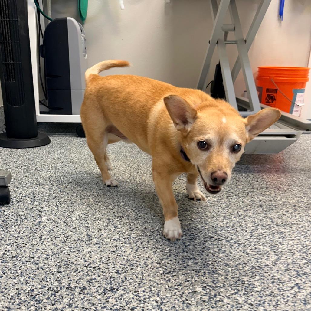 Queso, Adoptable, Senior Male Chihuahua & Corgi.