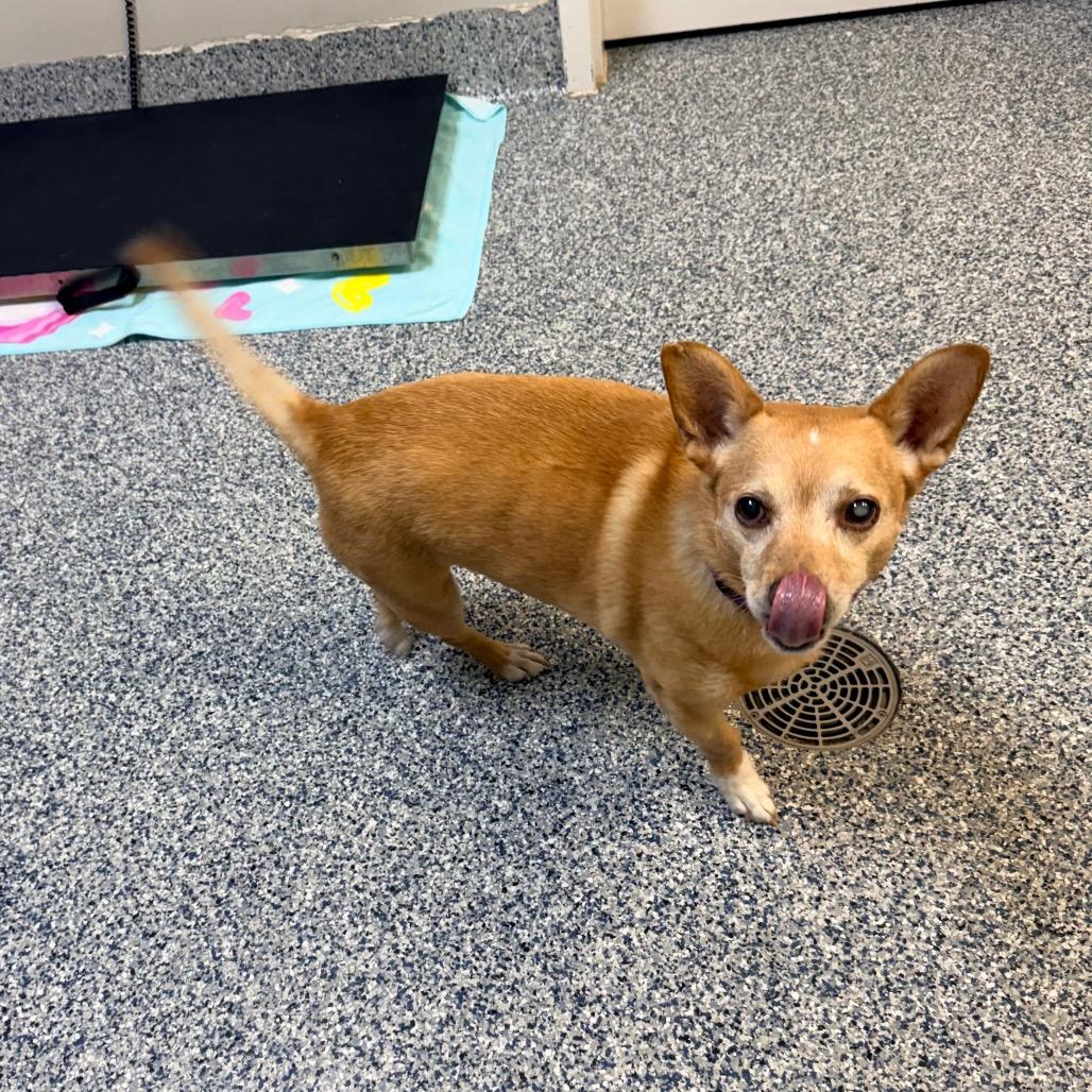 Enlarge Queso, a Adoptable mixed breed in Great Falls, MT image 2/5