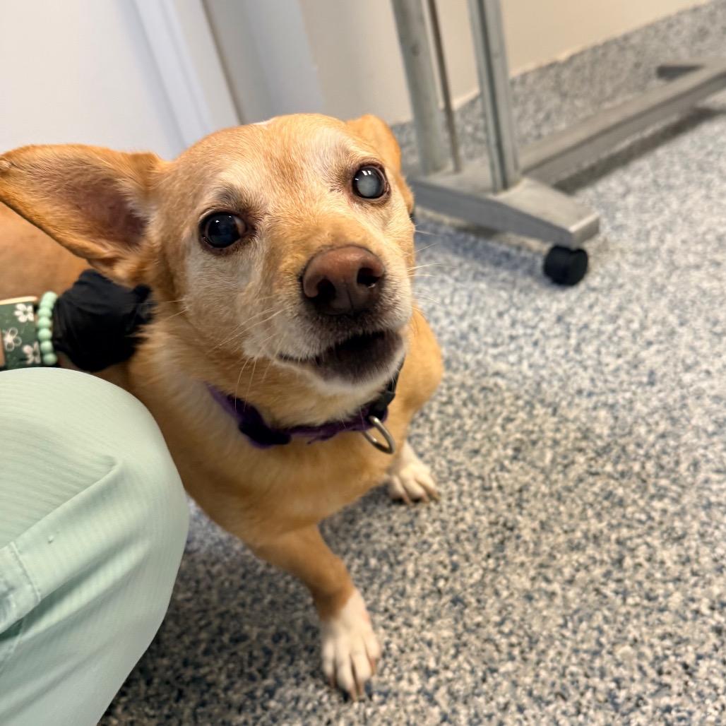 Enlarge Queso, a Adoptable mixed breed in Great Falls, MT image 3/5