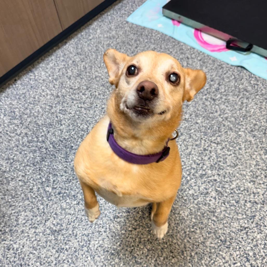 Enlarge Queso, a Adoptable mixed breed in Great Falls, MT image 4/5